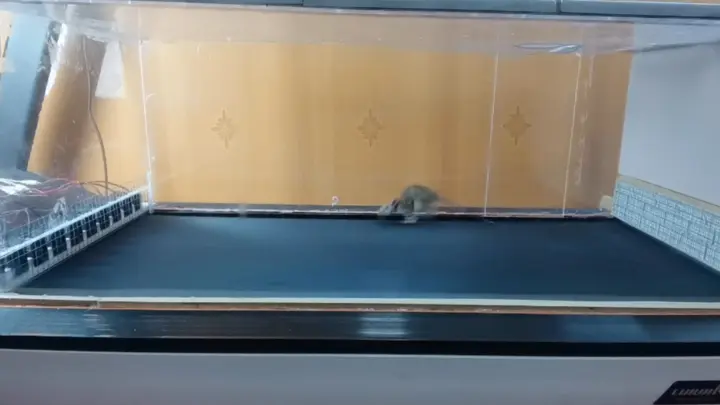 [Animals]Mice exercising on a super treadmill