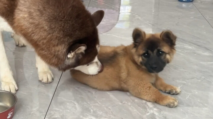 Let me discuss with you some of the argumentative remarks made by Sheniu Puppy!