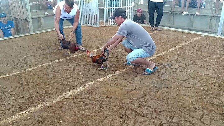 ilaya gf 2nd fight win po tayu