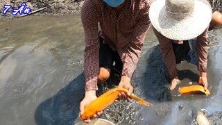 Bắt Cá Trận Này Bể Luôn, Gặp Lại Mấy Em Cá Koi - 7 Ân