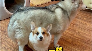 什么家庭能养loft小狗啊？