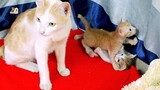 Brother kitten always lead baby kittens plays together
