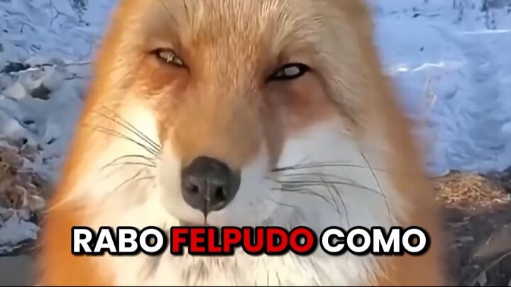 狐狸拥有超能力！！