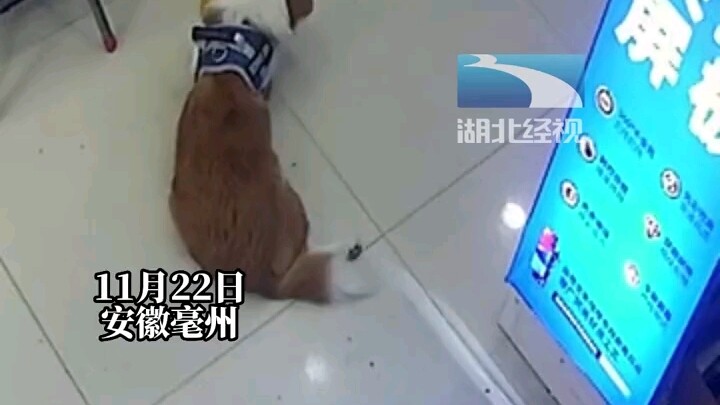 Anjing menggigit baterai ponsel hingga meledak, kini ketakutan setiap kali melihat benda berbentuk p