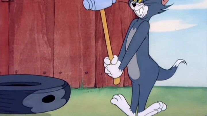 Tom is a fastidious cat who even knows how to handle things with care.