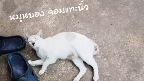 แมวบ้านป๋ารัก ep02  - หมูหยอง