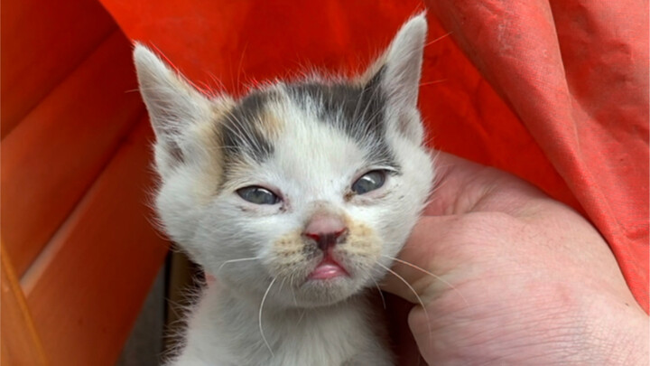 Cuối cùng cũng có mèo con để bắt, vừa bắt xong quay đầu lại thì hóa ra là Như Hoa