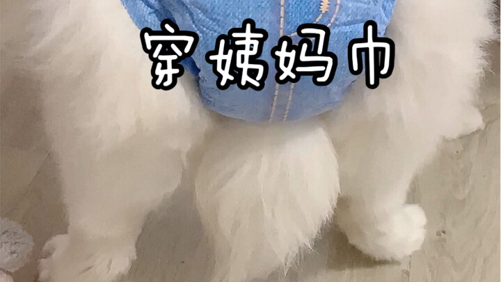 Hả? Chó cũng có kinh nguyệt à?