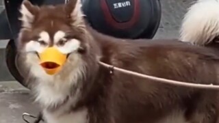 Tôi có thể vui vẻ cả ngày khi được gặp một chú chó dễ thương như vậy!