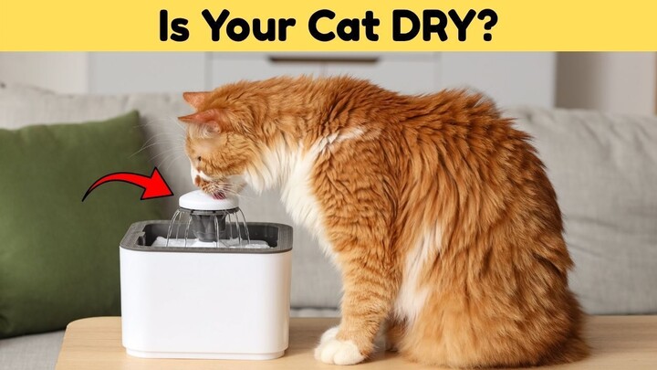 Is Your Cat DRY?  These 5 Simple Broths Fixed It Naturally