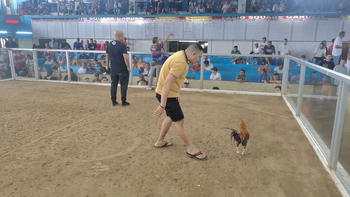 bolik babalik, sinampo anim di man lng nagalusan