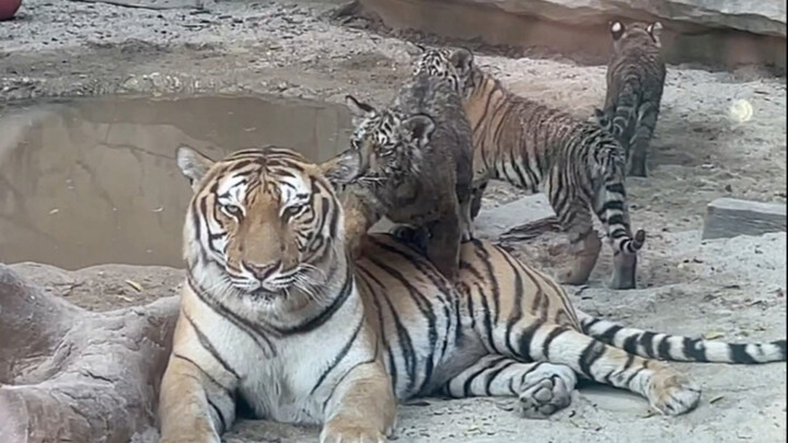 เสือดำที่เหมือนกันเป๊ะ เธอมีถึงห้าตัวเลยนะ