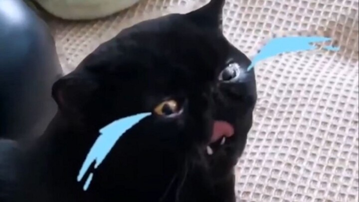 Don’t Ever Get a Black Cat!