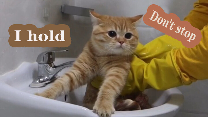 A Cooperative Orange Cat's First Bath
