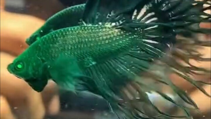 videos not mine first upload