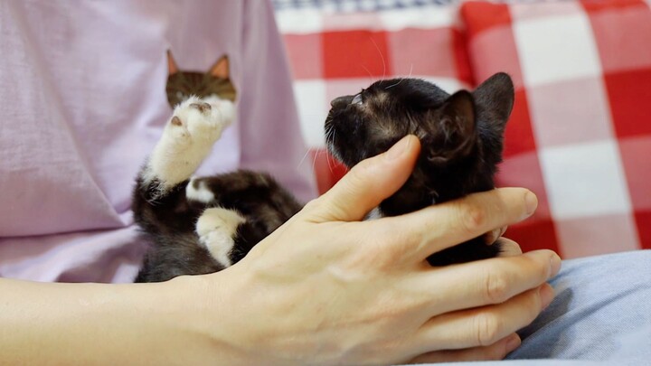 ลูกแมวที่เก็บมาได้ร้องโหยหาแม่ทั้งคืน จนเจ้าของเลี้ยงแมวหมดหนทาง ต้องอุ้มไว้ในอ้อมแขนแล้วค่อย ๆ ปลอบ