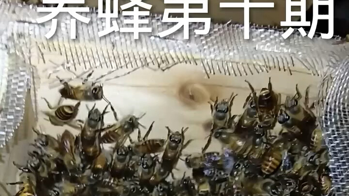 Beekeeping, Episode 10: Hoping the Queen Is a Laying Queen
