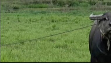 Jangan terlalu baik kepada sapi, atau akan sulit menjualnya...