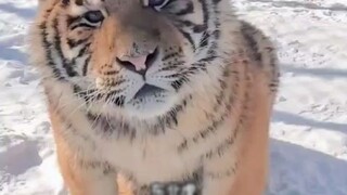 Harimau Siberia merupakan kapak otak terbesar di dunia.