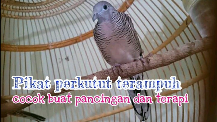 ngga ada perkutut yang bakal diem dengan suara perkutut ini
