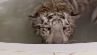 澡洗了，肉呢？