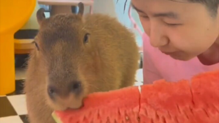 มีขอบเขตดีมาก น้องหมูที่สุภาพมาก!