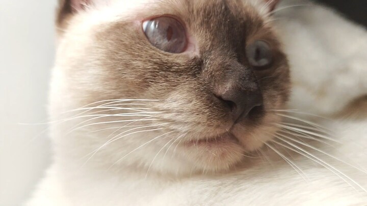 Kepala, jangan biarkan Ni tidur, meong
