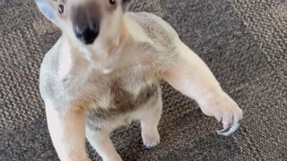 A foreign girl encountered a "strange beast" blocking the road and begging for food on her way home.