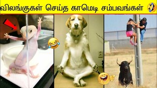 இந்த வருடம் விலங்குகள் செய்த தரமான காமெடி சம்பவங்கள் | Animals Funny Moment of The Year