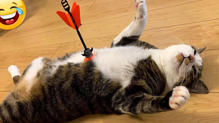 วิดีโอแมวและสุนัขที่สนุกที่สุดที่ทำให้คุณหัวเราะได้ใน 20 นาที - วิดีโอสัตว์ตลก 18