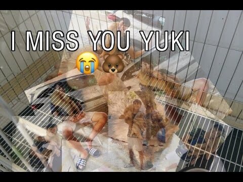 I MISS YOU YUKI 😭