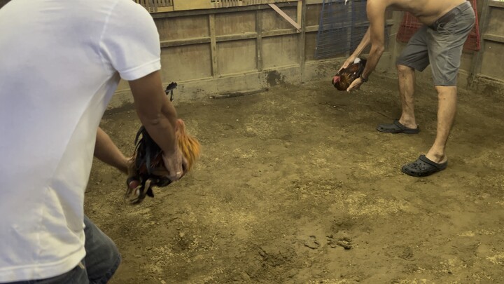 Practice Sabong Pinas line