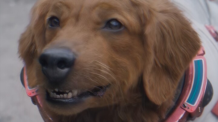 !?! หมา หมา?!