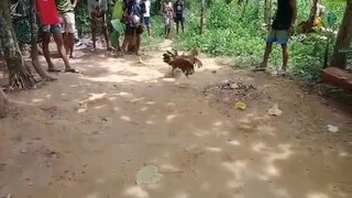 bulik Ang Amin Malaki pa kalaban