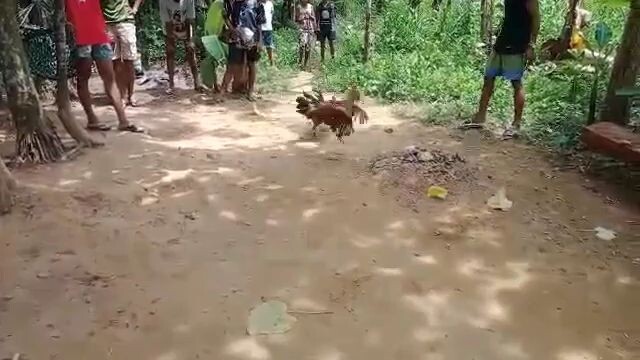 bulik Ang Amin Malaki pa kalaban