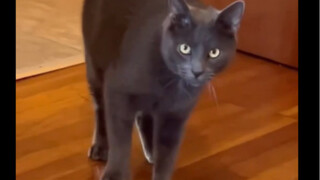 Today, my cat stole my perfume and ran out of the room...