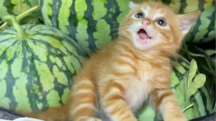 Caught a Little Orange in a Watermelon Pile