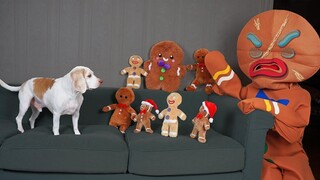 Dog vs Gingerbread Man Army Prank สุนัขตลก Maymo และ Pot Pie Christmas Pranks