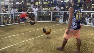 7/8 kelso 1/8 hatch (2nd win)