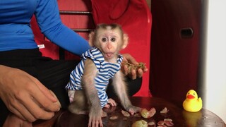 Mino Monkey enjoy the grapes fruits