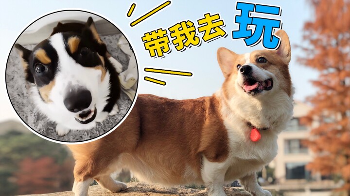 พาเจ้าคอร์กี้ออกไปเก็บใบไม้ หมาน้อยแทบจะจมอยู่ในกองใบไม้แล้ว【ดูบีขาสั้น】