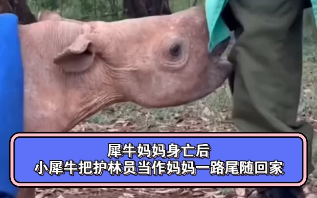 بعد وفاة الأمّ وحيد القرن، تَبِعَ الصغيرُ حارسَ الغابة كأمّه ورافقه إلى المنزل.