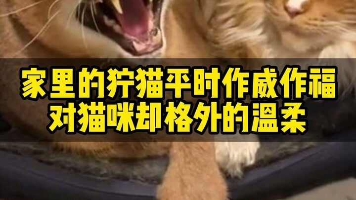 Ở nhà, con mèo báo hung dữ thường tỏ ra oai phong lẫm liệt, nhưng lại vô cùng dịu dàng với các bé mè