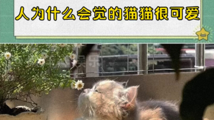 Why do humans find cats so adorable?