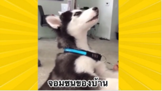 สัตว์เลี้ยงเพื่อนขนปุย : จอมซนของบ้าน