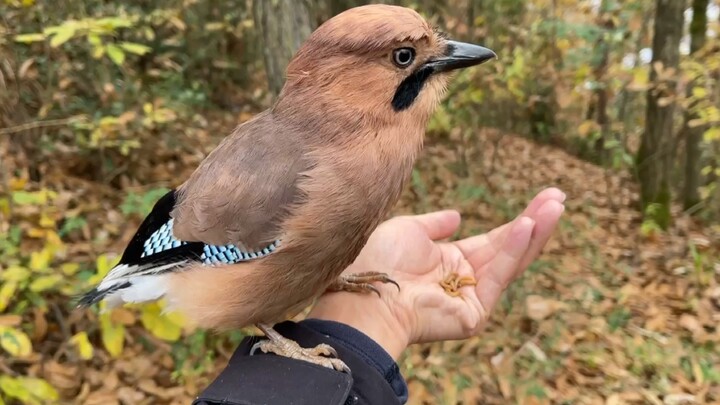 In the deep mountains, I tracked a jay, and in the end, it chose to come home with me.
