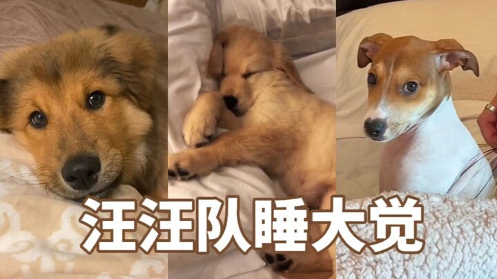 “เจ้าหมา! ทำไมถึงกล้านอนบนเตียงได้?” หมา: อ้อ? งั้นเหรอ? 💤