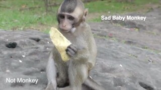 Baby Monkey Lola Look Very Sadness Sometime Mom Careless About Her Baby, Baby Monkey Hungry