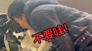 当你亲了一口小狗的额头，看看它们啥反应？