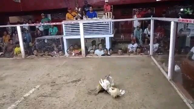 2 stag Lateborn National Banded frank beren Lose